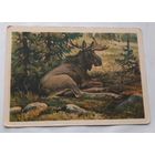 Трофимов В. Лось. 1954