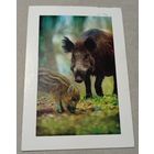 Посткроссинг. Открытка из Нидерландов: кабаны  (10х15). Прошла почту. Художественные марки.