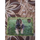 Календарик,реклама,2009-2010