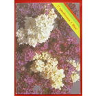 1 Мая! Подписанная. 1988 года. Овчинникова. # 305.