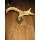 Небольшие рога лося