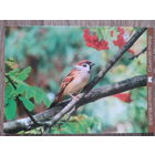 Беларусь 2012 полевой воробей