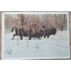 Трофимов В. Зубры. 1954 г. Чистая