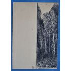 Романов С. Деревья. Рисунок. Тушь. Бумага. 14х20 см.