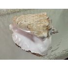 Ракушка большая