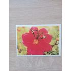 Календарик 1990