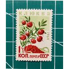 СССР 1964 "ЯГОДЫ" 1 марка ** (клюква) 353