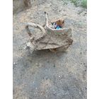 Сошник сорокопятки