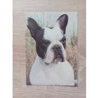 Календарик 1993