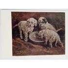 Савицкий. Щенки у миски