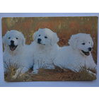 Календарик 1993 г.  Три щенка.