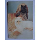 Календарик 1993 г.  Собака и кот.