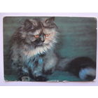 Календарик 1993 г.  Кот.