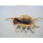 Ракушка с рубля!