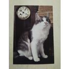 Карманный календарик . Котик . Белпочта. 2002 год