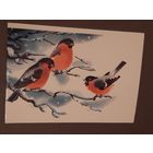 Чистая. Двойная. С Новым Годом! Снегири Каневский 1987 г.