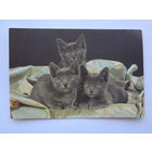 Календарик 1996 г. Три котенка.