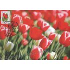 Картмаксимум "тюльпаны"