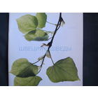 Швеция и шведы