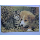 Календарик 1996 г. Котенок и щенок.