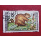 Монголия 1989 г. Бобр.