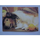 Календарик 1996 г. Собака и котенок.