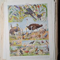 ПТИЦЫ. Энциклопедическая гравюра .OISEAUX  1. Франция нач.20в.