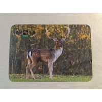 Карманный календарик. Красный бор. 2015 год