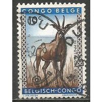 Бельгийское Конго. Лошадиная антилопа. 1959г. Mi#343.