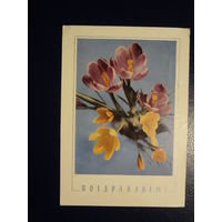 Поздравляем!  Тюльпаны.  1968 г.  подписанная.