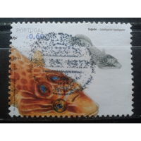 Португалия, 2006. Рыба