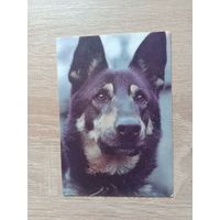 Календарик 1992