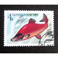 Марка СССР 1983 год Рыба