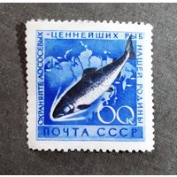 Марка СССР 1960 год Рыба
