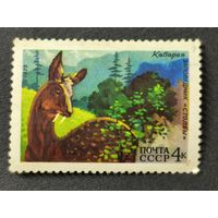 1975 СССР. Животный мир СССР. Сибирская кабарга