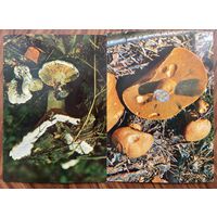 Открытки Грибы, растения
