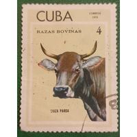 Куба 1973. Фауна. Домашний скот. Suiza Parda