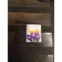 2014 Латвия флора цветы (2-5)