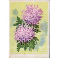 Подписанная открытка 1964г. "Хризантема "Русский балет" худ. И. Романов