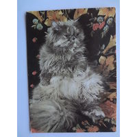 Календарик 1993 г.  Кот. (126).