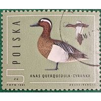 Польша 1985. Фауна. Птицы. Чирок-Трескунок