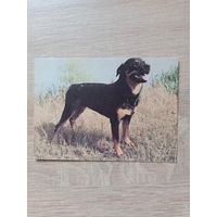 Календарик 1993