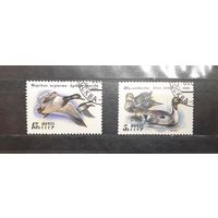 СССР. 1991 год. Фауна. Птицы. Утки (395)