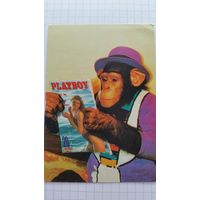 Календарик. Обезьянка.