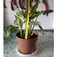 Спатифиллум, женское счастье