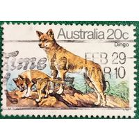 Австралия. Фауна. Динго