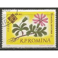 Румыния. Цветы. Первоцвет. 1961г. Mi#2020.