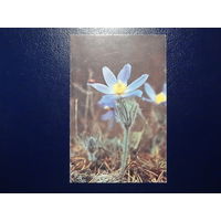 Цветы.  1994 г.  мини.