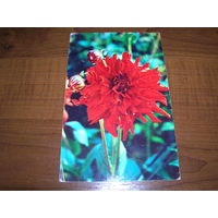 Цветы Георгины 1974 год чистая