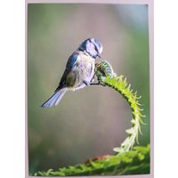 Синяя синица. Птицы. Фауна. Открытка, глянец